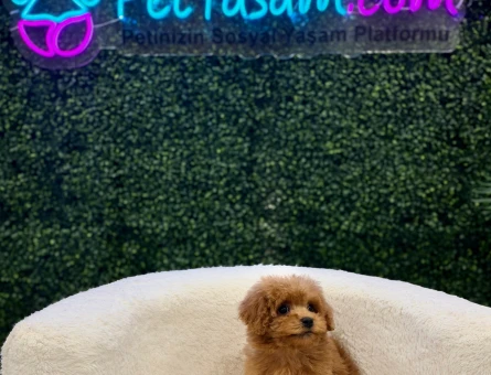 Sevimli Toy Poodle Yavrularımız 2 Aylık - 11208 - Görsel 3