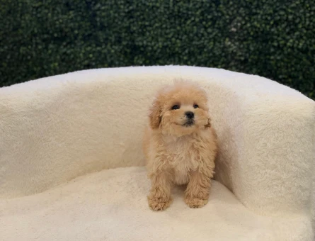 Apricot Toy Poodle Yavrularımız Dişi ve Erkek - 11209