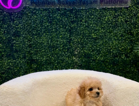 Apricot Toy Poodle Yavrularımız Dişi ve Erkek - 11209 - Görsel 3