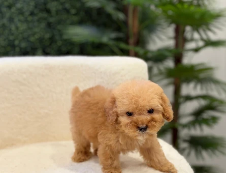 Apricot Şahane Toy Poodle Yavrularımız - 11210