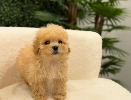 Apricot Şahane Toy Poodle Yavrularımız - 11210 - Görsel 3