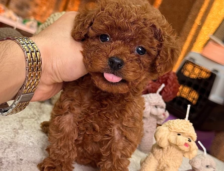 Baby Face Toy Poodle - 11230 - Görsel 3