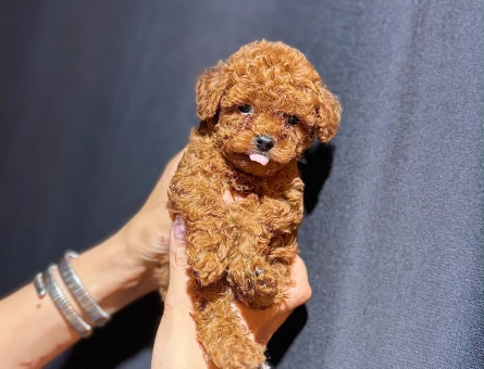 Baby Face Toy Poodle - 11230 - Görsel 4