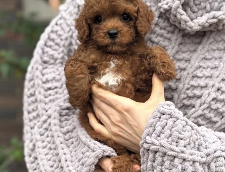 ÜST KALİTE TOY POODLE YAVRULAR - 11234