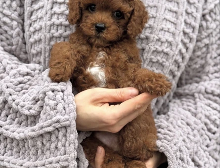 ÜST KALİTE TOY POODLE YAVRULAR - 11234 - Görsel 3