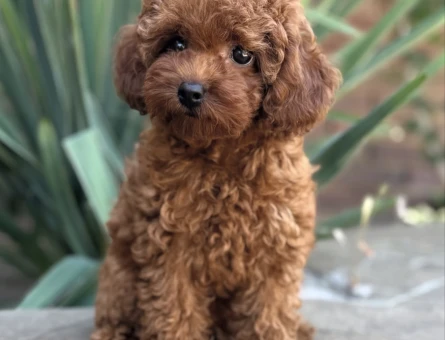 TOY POODLE YAVRULARIMIZ YENİ YUVASINI BEKLİYOR - 11237