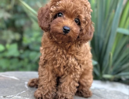TOY POODLE YAVRULARIMIZ YENİ YUVASINI BEKLİYOR - 11237 - Görsel 3