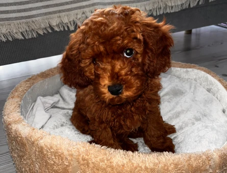 Orjinal Toy Poodle - 11239