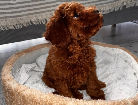 Orjinal Toy Poodle - 11239 - Görsel 4