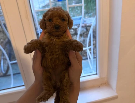 Toy poodle yavrum sağlık ve ırk garantilidir - 11240