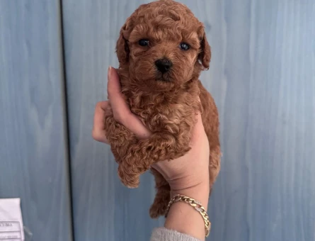Toy poodle yavrum sağlık ve ırk garantilidir - 11240 - Görsel 3