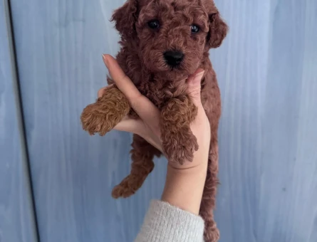 Toy poodle yavrum sağlık ve ırk garantilidir - 11240 - Görsel 4
