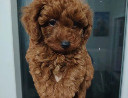 Tuvalet Eğitimli, Antialerjik Toy Poodle (Dişi - Erkek) - 11247