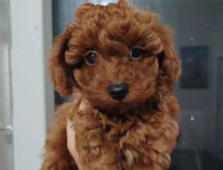 Büyümeyen Mikro Boy Toy Poodle Yavruları - Aşıları Tam - 11248
