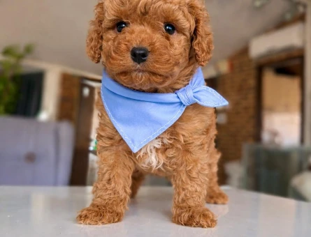 Hayatınıza Renk Katacak ToyPoodle Yavrular Sizlerle - 11268 - Görsel 3