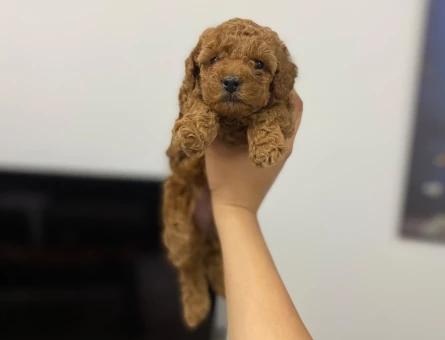 Oyuncu POODLE BEBEK - 11272