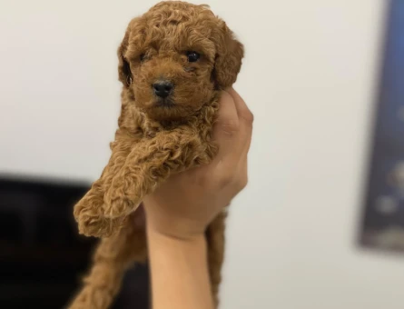 Oyuncu POODLE BEBEK - 11272 - Görsel 3
