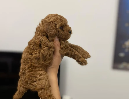 Oyuncu POODLE BEBEK - 11272 - Görsel 4
