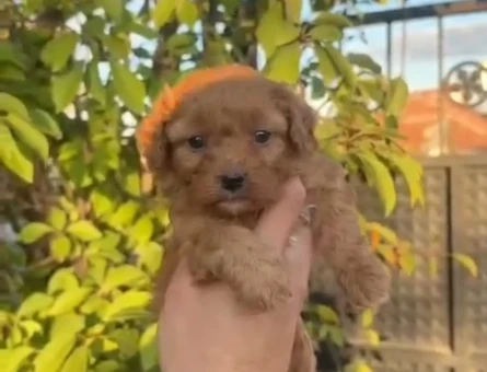 Poodle bebekler - 11278