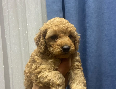 Poodle bebekler - 11278 - Görsel 3