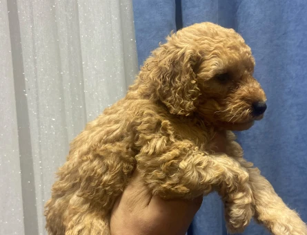 Poodle bebekler - 11278 - Görsel 4