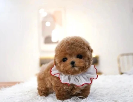 Irk Garantili Toy Poodle Yavrular - 11281