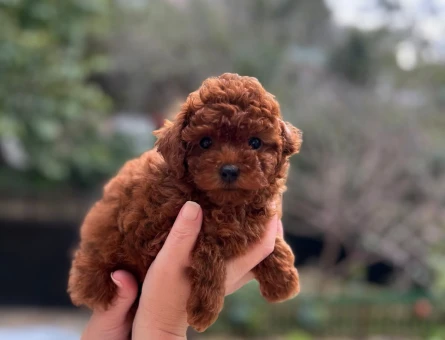 Korepoodle - 11309
