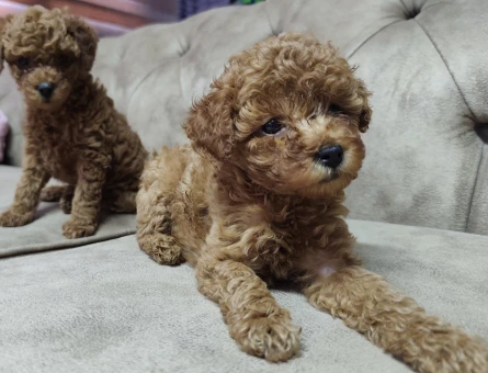 Safkan Her Aileye ve Bütçeye Uygun Toy Poodle Yavrular - 11315