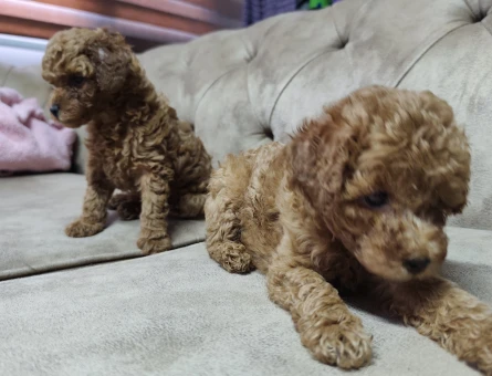 Safkan Her Aileye ve Bütçeye Uygun Toy Poodle Yavrular - 11315 - Görsel 3
