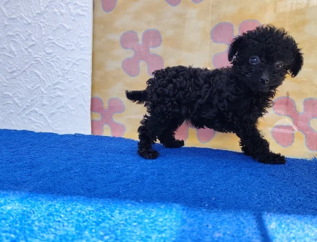 Safkan Her Aileye ve Bütçeye Uygun Toy Poodle Yavrular - 11315 - Görsel 4