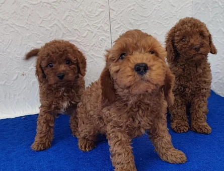 Safkan Her Aileye ve Bütçeye Uygun Toy Poodle Yavrular - 11315 - Görsel 5