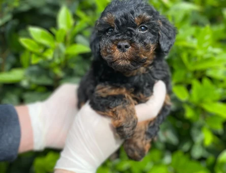 YILDIZIMIZ ARTIK SIZLERLE KORE TOY POODLE YAVRUMUZ - 11335