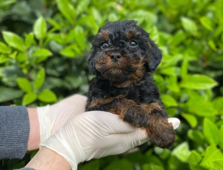 YILDIZIMIZ ARTIK SIZLERLE KORE TOY POODLE YAVRUMUZ - 11335 - Görsel 3