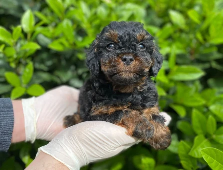 YILDIZIMIZ ARTIK SIZLERLE KORE TOY POODLE YAVRUMUZ - 11335 - Görsel 4