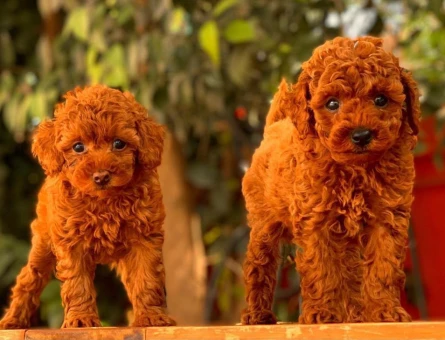 TOY POODLE BEBEKLERİM - 11341