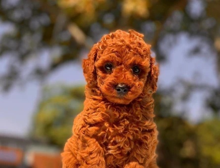 TOY POODLE BEBEKLERİM - 11341 - Görsel 3