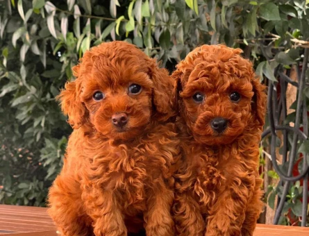 TOY POODLE BEBEKLERİM - 11341 - Görsel 4