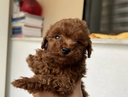 Dişi Kore Safkan Redbrown Toy Poodle - 11357