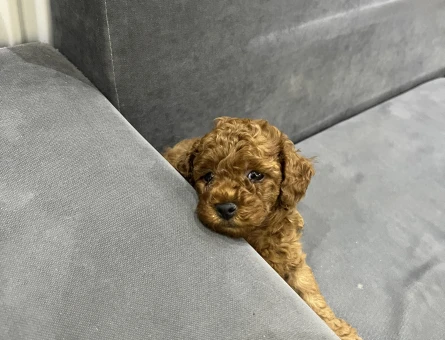 Dişi Kore Safkan Redbrown Toy Poodle - 11357 - Görsel 3
