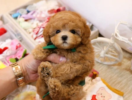 TOY POODLE - 11360