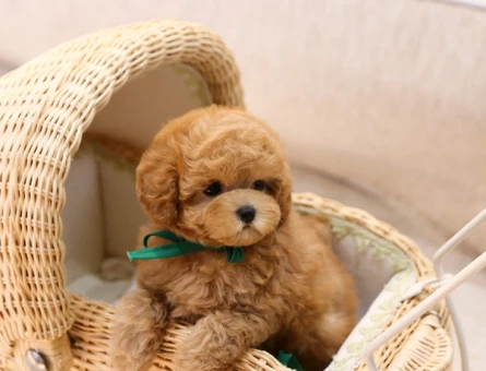 TOY POODLE - 11360 - Görsel 3