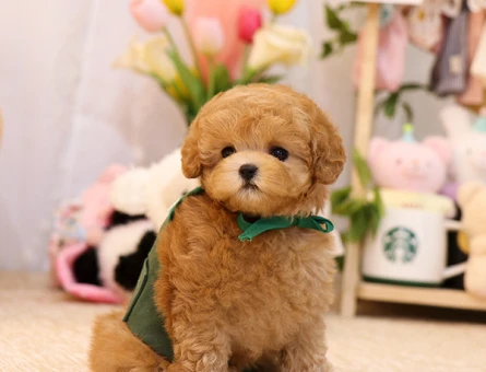 TOY POODLE - 11360 - Görsel 4