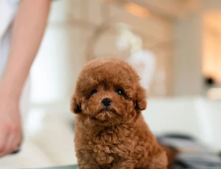 EĞİTİMLİ TOY POODLE BEBEKLERİM - 11361