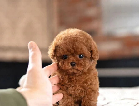 EĞİTİMLİ TOY POODLE BEBEKLERİM - 11361 - Görsel 3