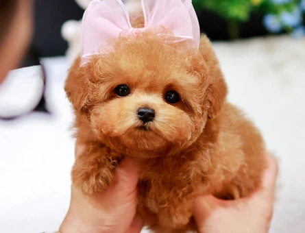 MICRO KORE TOY POODLE YAVRULARIMIZ - 11397