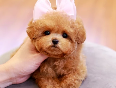 MICRO KORE TOY POODLE YAVRULARIMIZ - 11397 - Görsel 3
