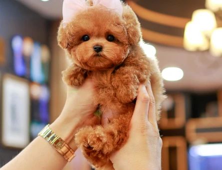MICRO KORE TOY POODLE YAVRULARIMIZ - 11397 - Görsel 4