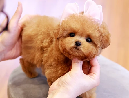 MICRO KORE TOY POODLE YAVRULARIMIZ - 11397 - Görsel 5