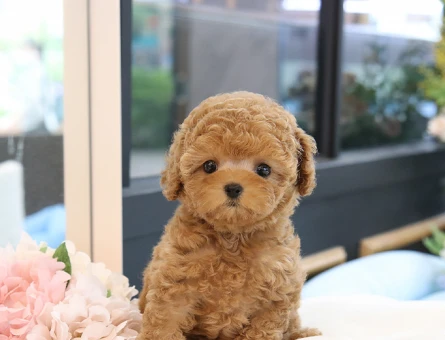 TUVALET EGITIMLI TOY POODLE BEBEKLERIM - 11398