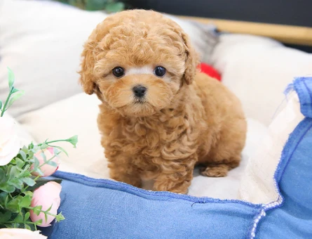 TUVALET EGITIMLI TOY POODLE BEBEKLERIM - 11398 - Görsel 3